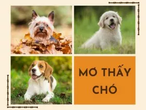 giải mã giấc mơ thấy chó