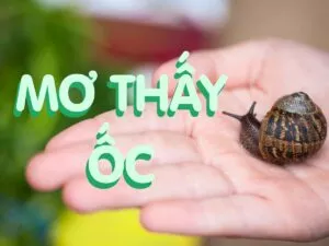 luận giải giấc mơ thấy ốc. nằm mơ thấy ốc đánh con gì cho hên?